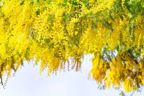 Blooming mimosa tree bring spring colors Stock Photos