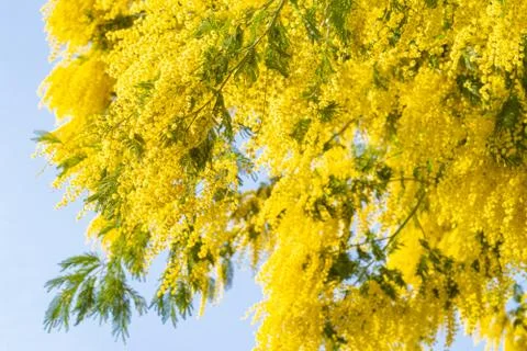Blooming mimosa tree bring spring colors Stock-Fotos