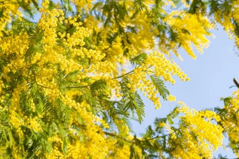 Blooming mimosa tree bring spring colors Stock Photos