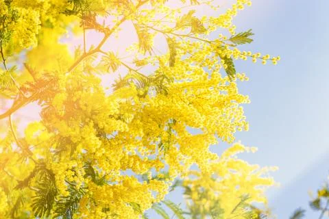 Blooming mimosa tree bring spring colors Stock Photos