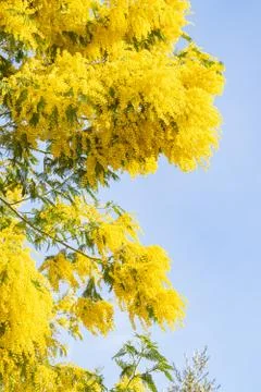 Blooming mimosa tree bring spring colors Stock Photos