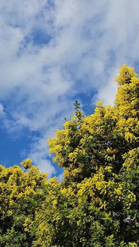 Blooming mimosa tree crown from below view Video stock 328290525