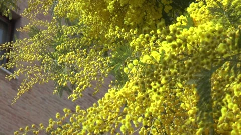 Blooming Mimosa tree Stock Footage 234920459