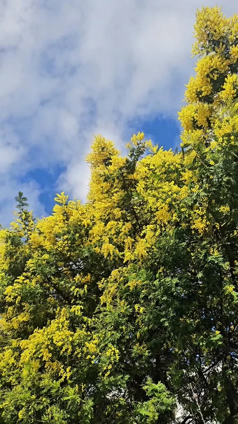 Blooming Mimosa Tree in Spring Video stock 328290495