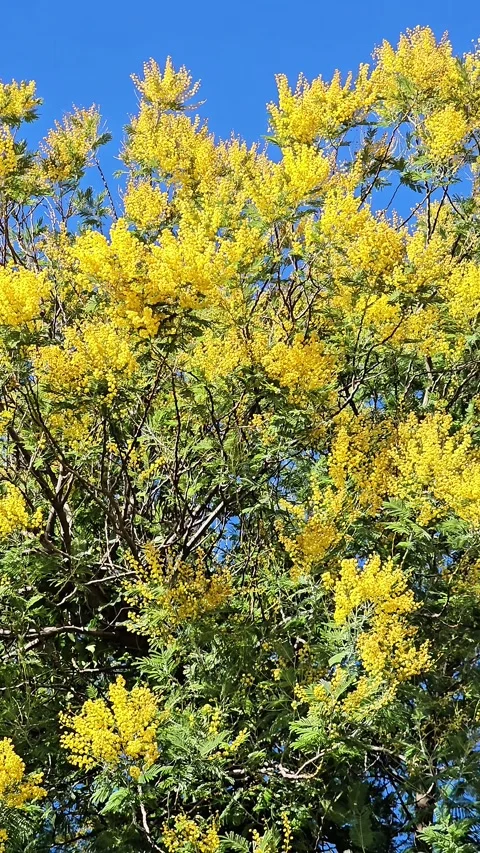 Blooming Mimosa Tree in Spring Video stock 328290813