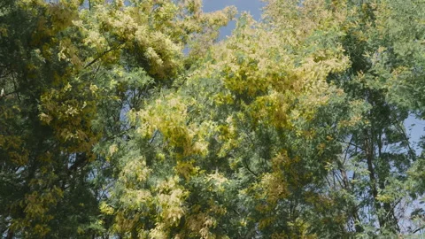 Blooming mimosa trees branches swaying in the wind on a sunny spring day. Stock Footage 332010894
