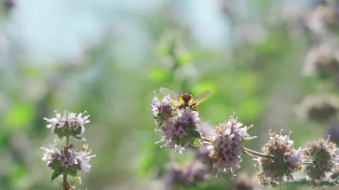 Blooming mint in the garden, wild bee collects nectar from a field mint flower Stock Footage 249928022