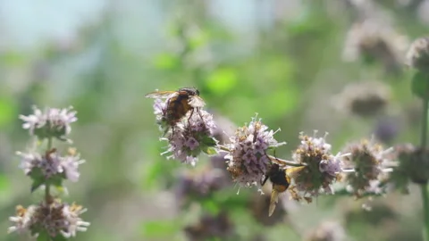 Blooming mint in the garden, wild bee collects nectar from a field mint flower Stock Footage 250146535
