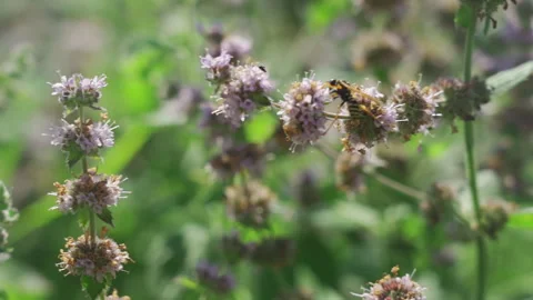 Blooming mint in the garden, wild bee collects nectar from a field mint flower Stock Footage 255040699