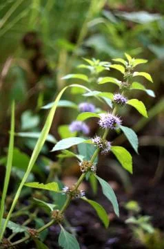 Blooming mint Stock Photos