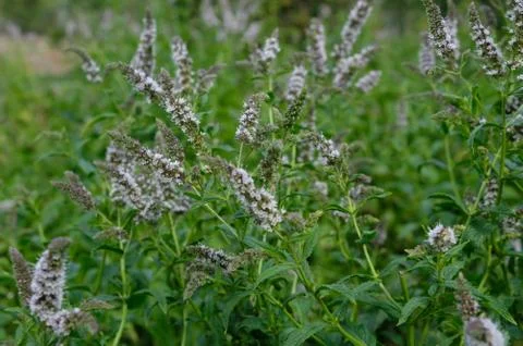 Blooming mint Stock Photos