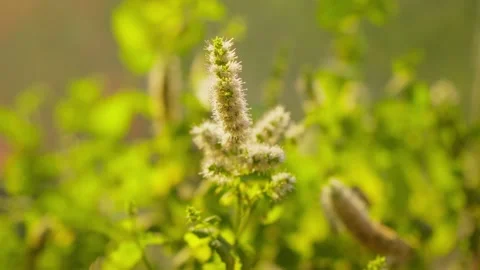 Blooming mint at sunny day. Mint flower. Aromatic herb. Sunny day. Video stock 250406664