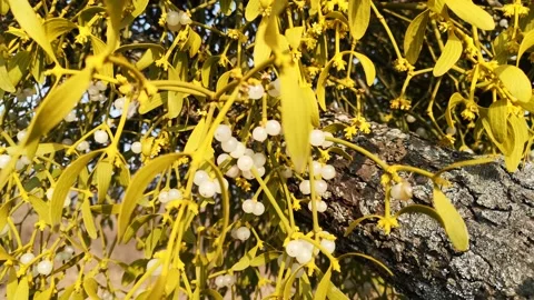 Blooming mistletoe on an old tree Stock Footage 151206536