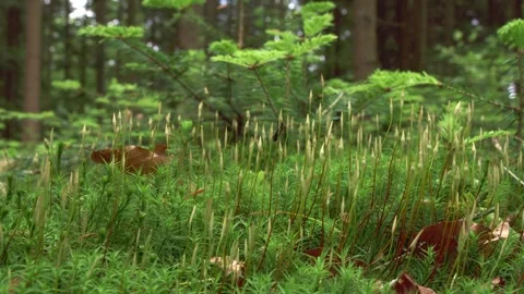 Blooming moss on forest floor in spring close up Stock Footage 326037054