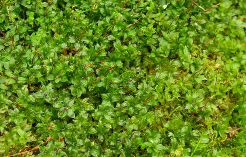 Blooming moss in the forest macro. Stock Photos