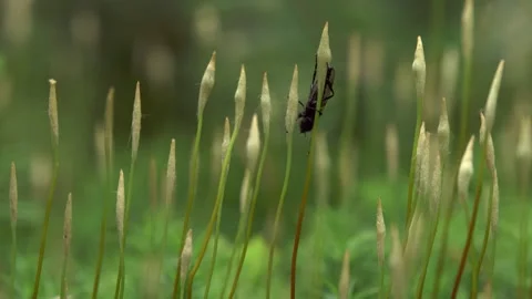 Blooming moss with insect on forest floor in spring close up Stock Footage 326037040