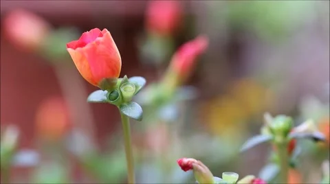 Blooming Moss Rose Flower Stock Footage 42803088