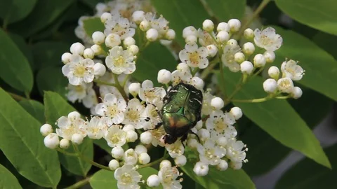 Blooming mountain ash Stock Footage 100322888