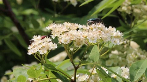 Blooming mountain ash Stock Footage 100322903