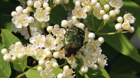 Blooming mountain ash Stock Footage 100322914