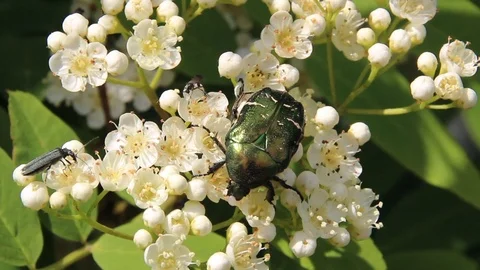 Blooming mountain ash Stock Footage 100322917