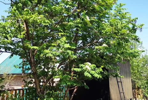 Blooming mountain ash tree in the backyard of a rural estate, the wind sways  Stock Photos