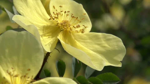 Blooming Mountain Briar Stock Footage 38529252