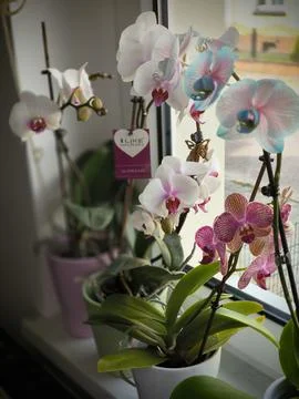 Blooming multi-colored delicate orchids on the windowsill 스톡 사진