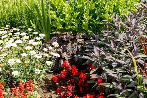 Blooming multi-colored perennials Stock Photos