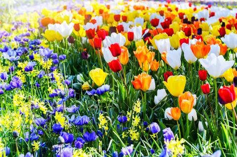 Blooming multicolor tulips Stock Photos