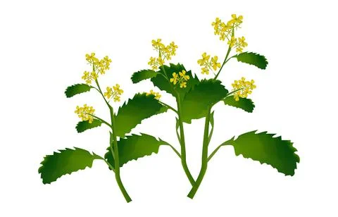 Blooming mustard Stock Illustration