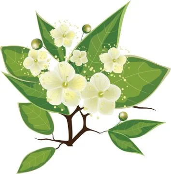 Blooming myrtle branch, vector illustration Stock Illustration