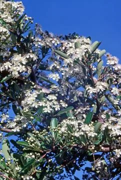 Blooming Myrtus Stock Photos