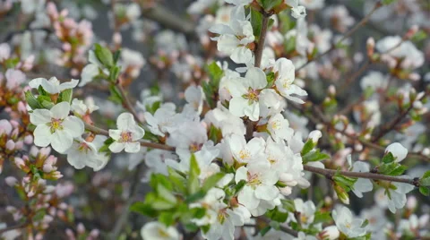 Blooming Nanking cherry in garden Stock Footage 55632653