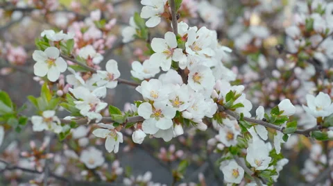 Blooming Nanking cherry in garden Stock Footage 55632674