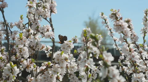 Blooming Nanking cherry in garden Stock Footage 55633017