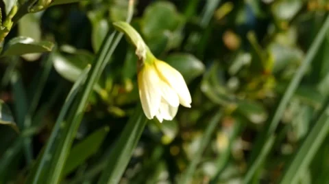 Blooming Narcissus - Daffodils Stock Footage 48448490