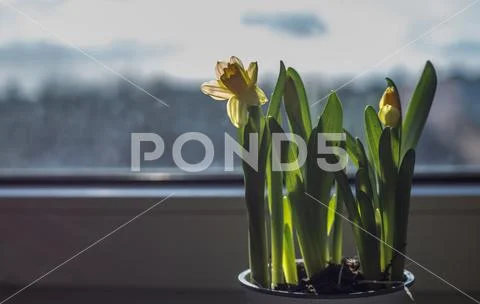 Blooming narcissus flowers on windowsill. Stock Photos