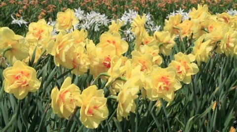 Blooming narcissus. Stock Footage 5090969