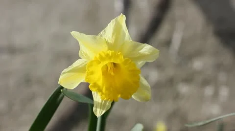 Blooming Narcissus Stock Footage 22415374