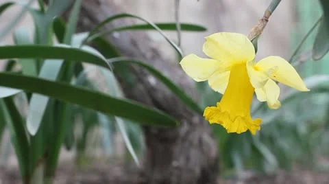Blooming Narcissus Stock Footage 22415566