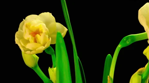 Blooming Narcissus Stock Footage 61518731