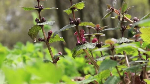Blooming nettle in the forest, close-up shot with selective focus. Stock Footage 184425156