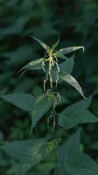 Blooming nettle in the forest Stock Photos
