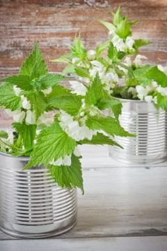 Blooming nettle Stock Photos