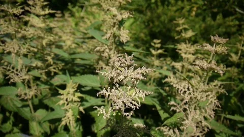 Blooming nettle in summer wind breeze. Static camera HD video footage Stock Footage