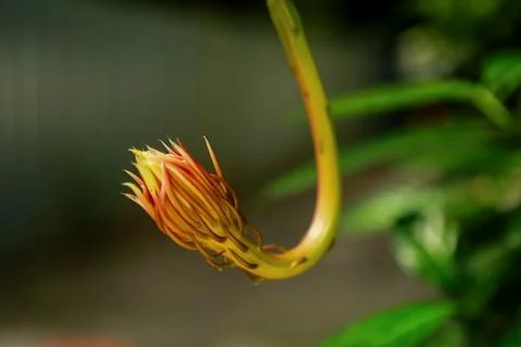 Blooming night queen Stock Photos