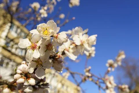 Blooming nutmeg. Spring flower background. Stock Photos