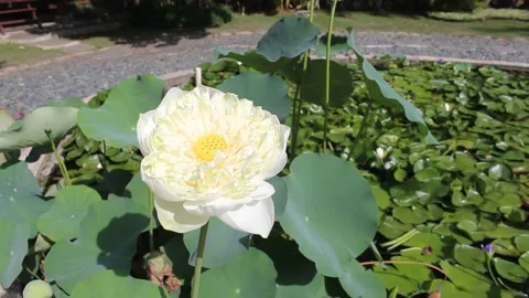 Blooming Nymphaea alba Stock Footage 269097184