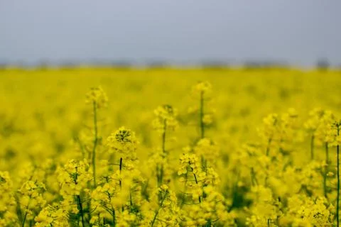 Blooming oilseed rape, rape fields. Close up Foto stock